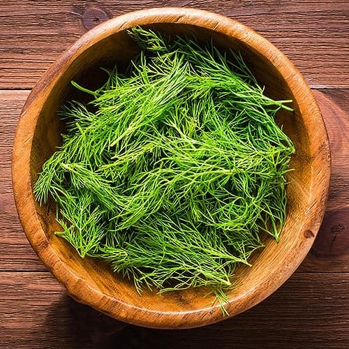 30 pcs dill samen mehrjährig winterhart, kräuter samen, bio saatgut (Anethum graveolens) image